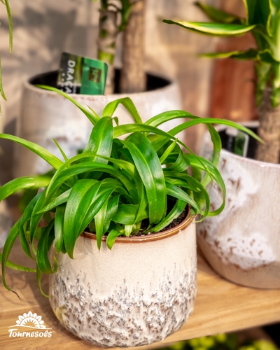 Plante Air So Pur en pot décoratif, feuillage vert purificateur pour assainir l’air intérieur.